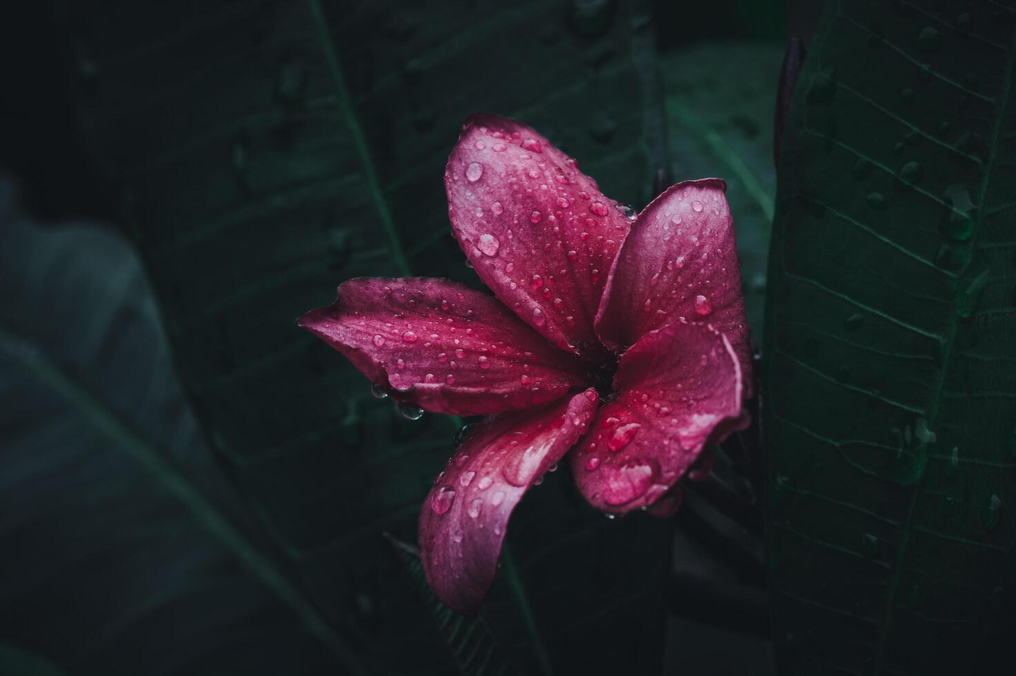 macro flor frangipani en la naturaleza foto