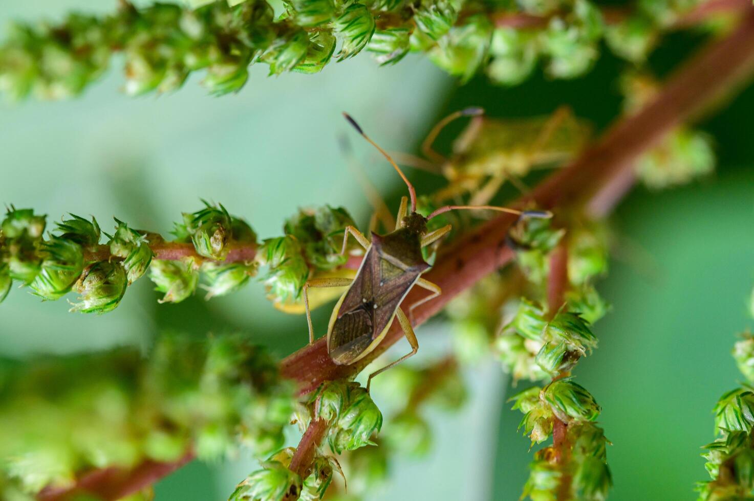 Stink bug macro insect killer in nature photo