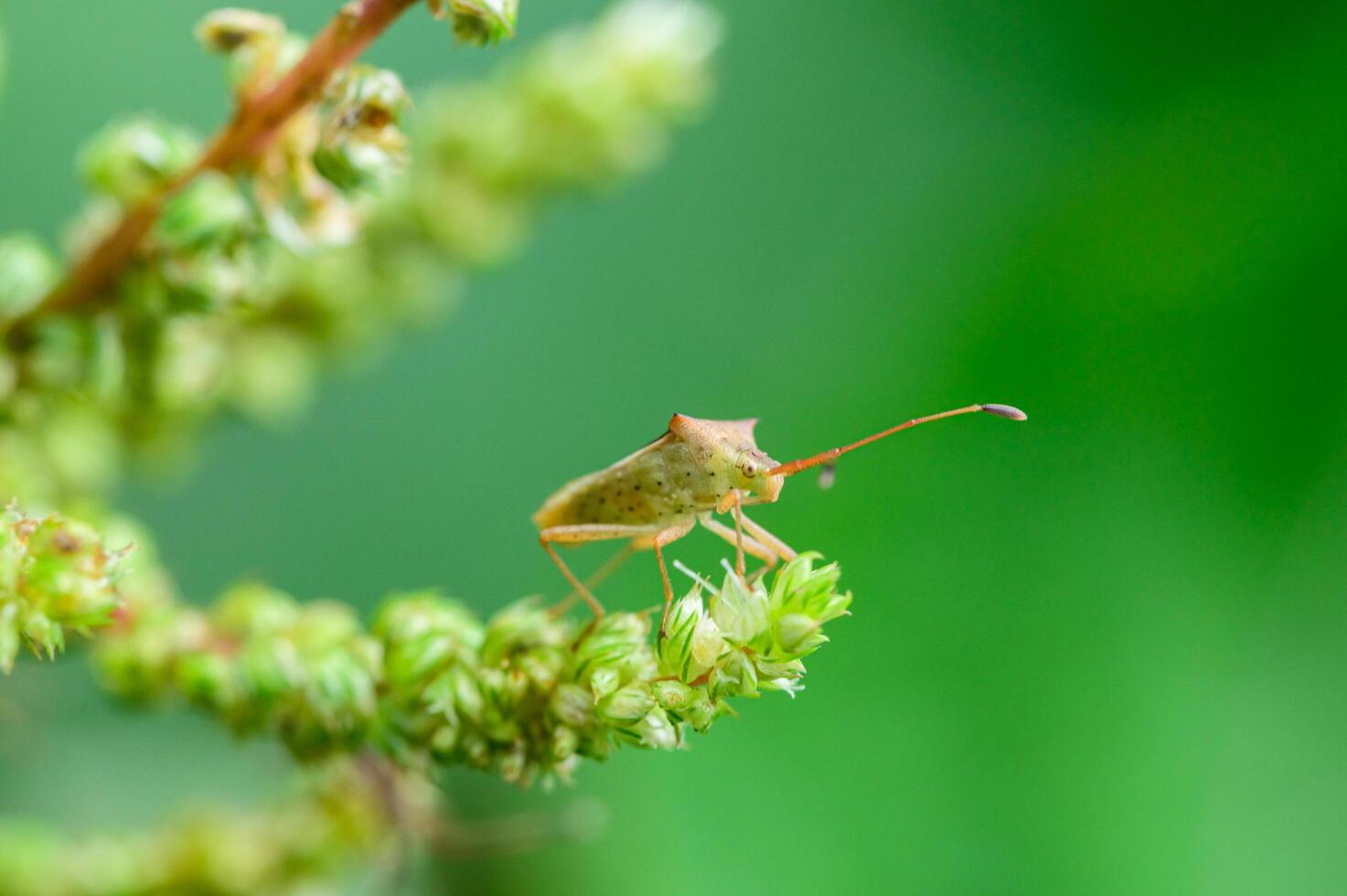 Stink bug macro insect killer in nature photo