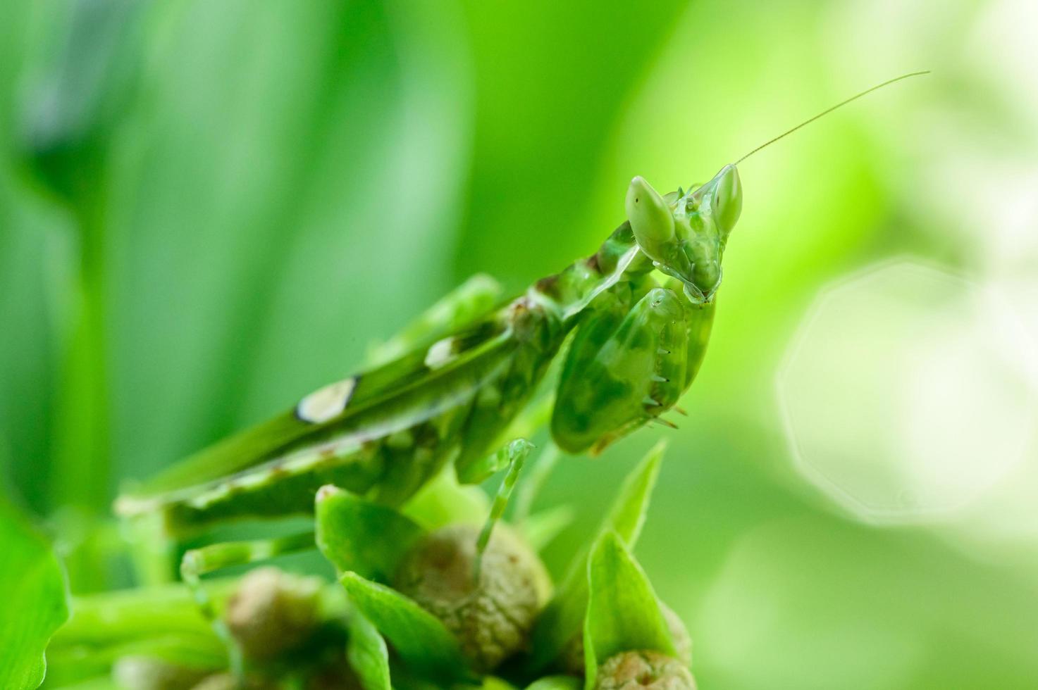 Macro de saltamontes en la hoja en la naturaleza foto