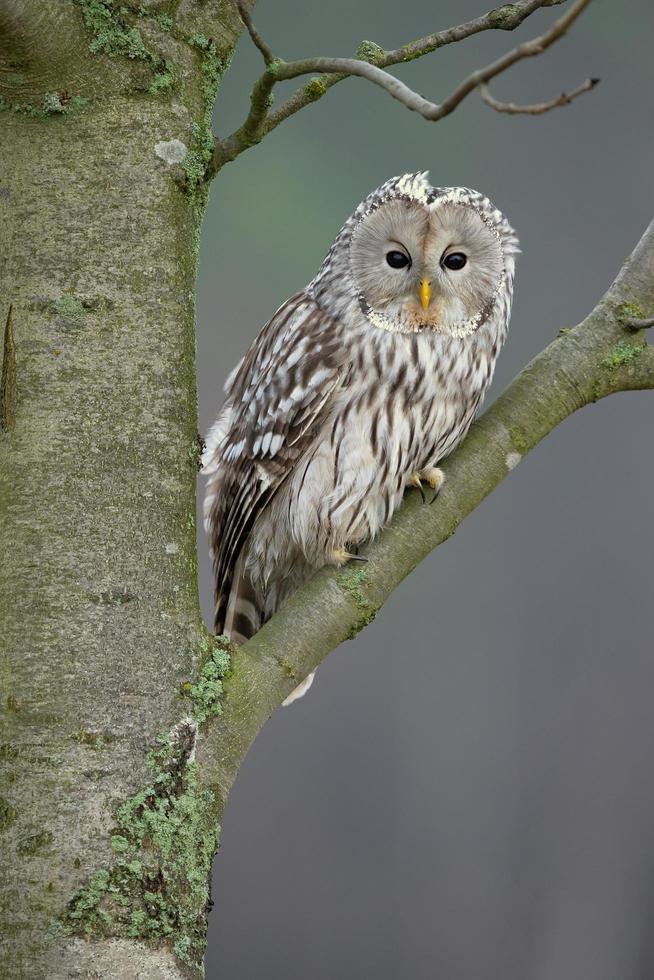 búho ural, strix uralensis foto