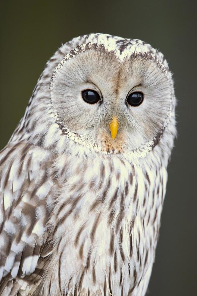 Ural owl, Strix uralensis photo