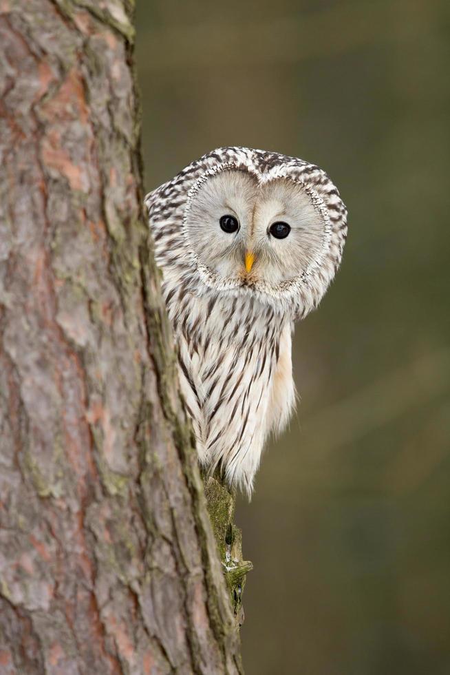 búho ural, strix uralensis foto