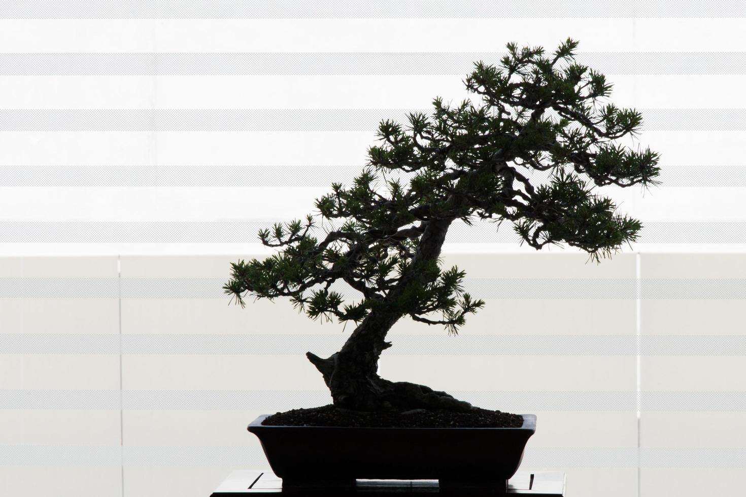 Beautiful bonsai of pine tree. Backlighting from a window. photo
