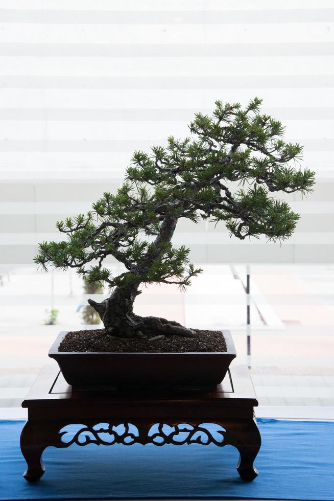 Beautiful bonsai of pine tree. Backlighting from a window. photo