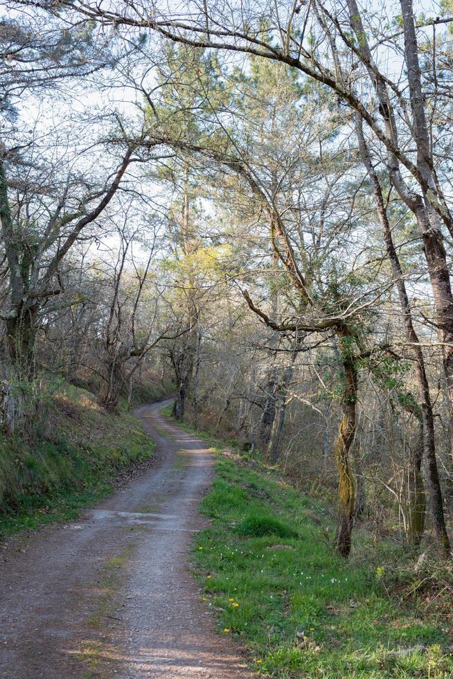 encantador sendero para caminar debajo de los árboles sin gente foto