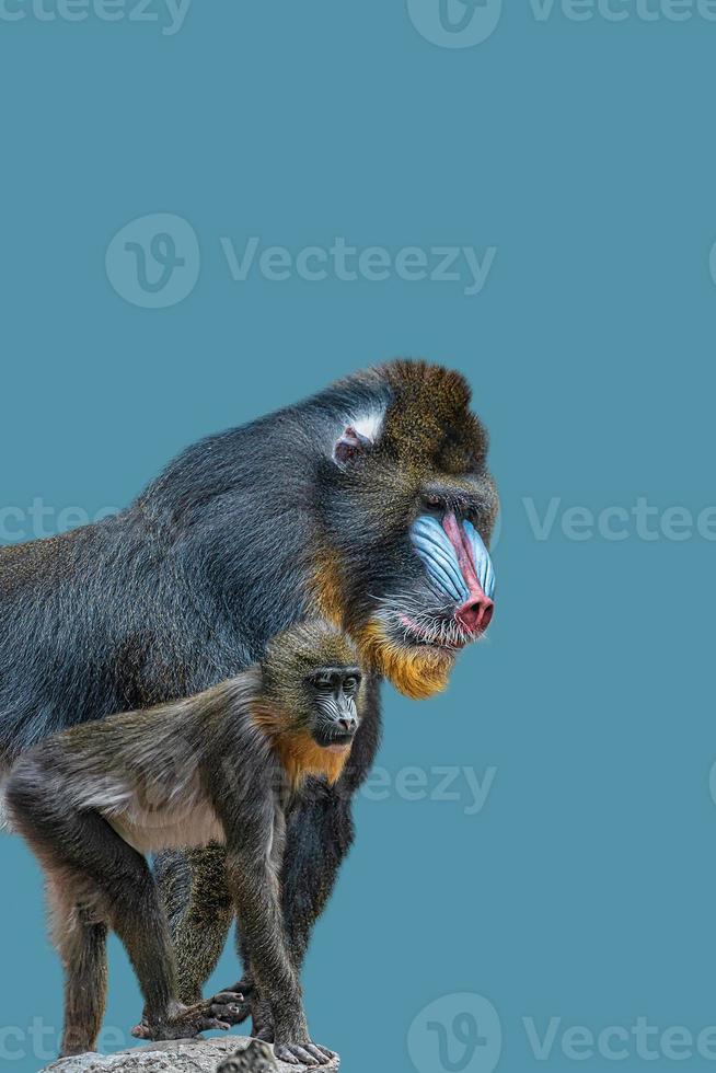 Cover page with portrait of a mature alpha male of colorful African mandrill and a young offspring at solid blue background with copy space. Concept animal diversity, care and wildlife conservation. photo
