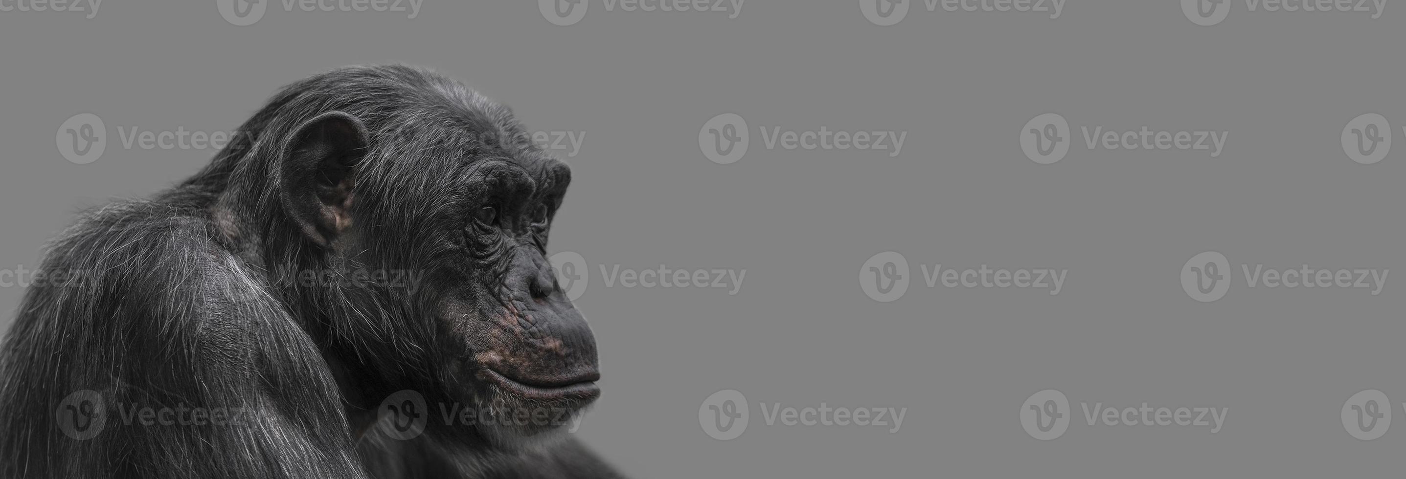 banner con un retrato de chimpancé sonriente feliz, primer plano, detalles con espacio de copia y fondo sólido. concepto de biodiversidad, cuidado y bienestar de los animales y conservación de la vida silvestre. foto