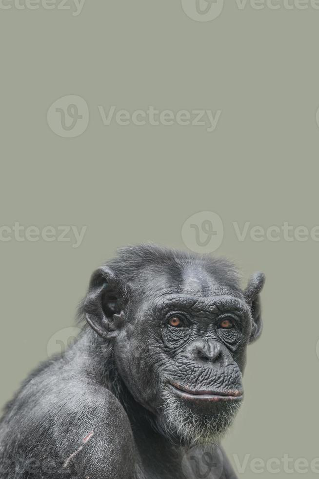 Cover page with a portrait of a happy adult Chimpanzee, smiling and thinking, closeup, details with copy space and solid background. Concept biodiversity and wildlife conservation. photo