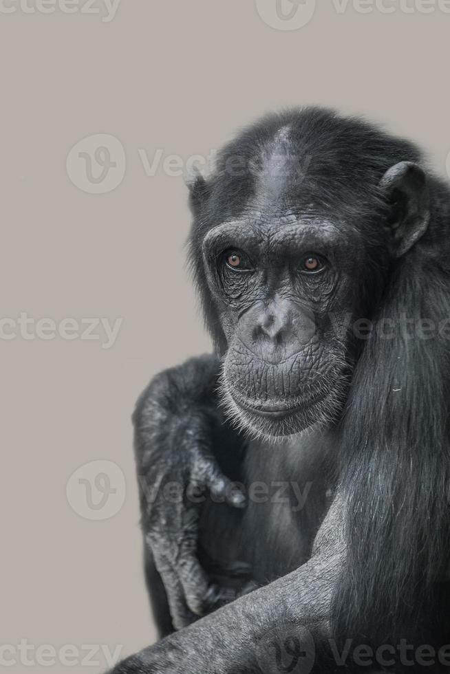 Portrait of funny Chimpanzee with a smugly smile at smooth background photo