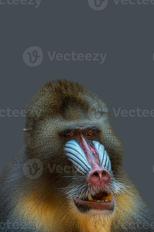 Portada con retrato de un macho alfa maduro de colorido mandril africano con fondo gris sólido con espacio de copia. concepto de diversidad animal, cuidado y conservación de la vida silvestre. foto