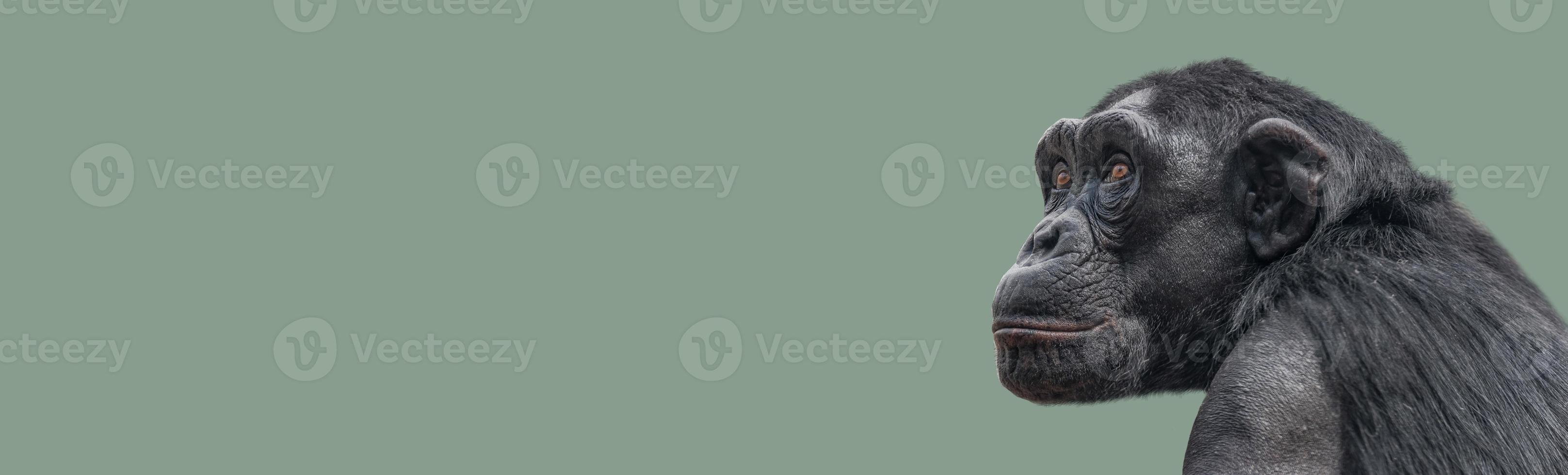 Banner with a portrait of smart looking chimpanzee closeup with copy space and solid background. Concept of wildlife conservation, biodiversity and animal intelligence. photo