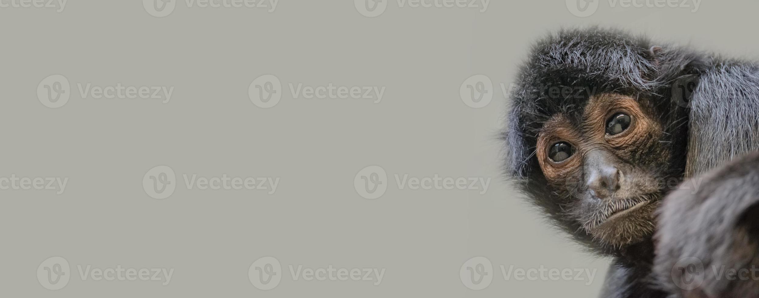 Banner with a portrait of funny and cute spider monkey from South America jungles, adult, male. Concept of wildlife conservation, biodiversity and animal intelligence. photo