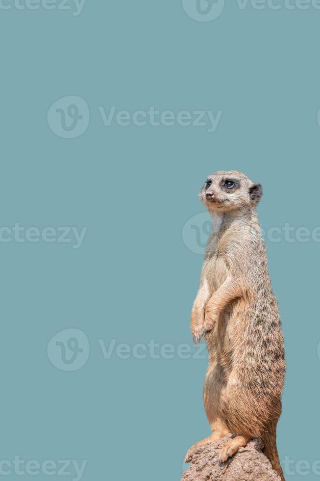 Cover page with a portrait of playful and curious suricate meerkat standing tall at watch, closeup, details. Solid background with copy space. Concept curiosity, attention, involvement. photo