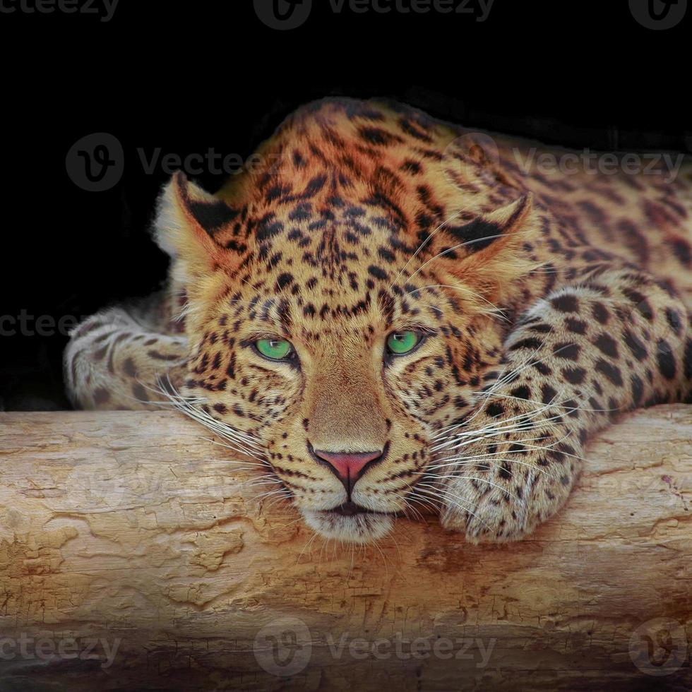 African leopard resting at a tree in darkness, with black solid background with copy space for text. Concept biodiversity and wildlife conservation. photo