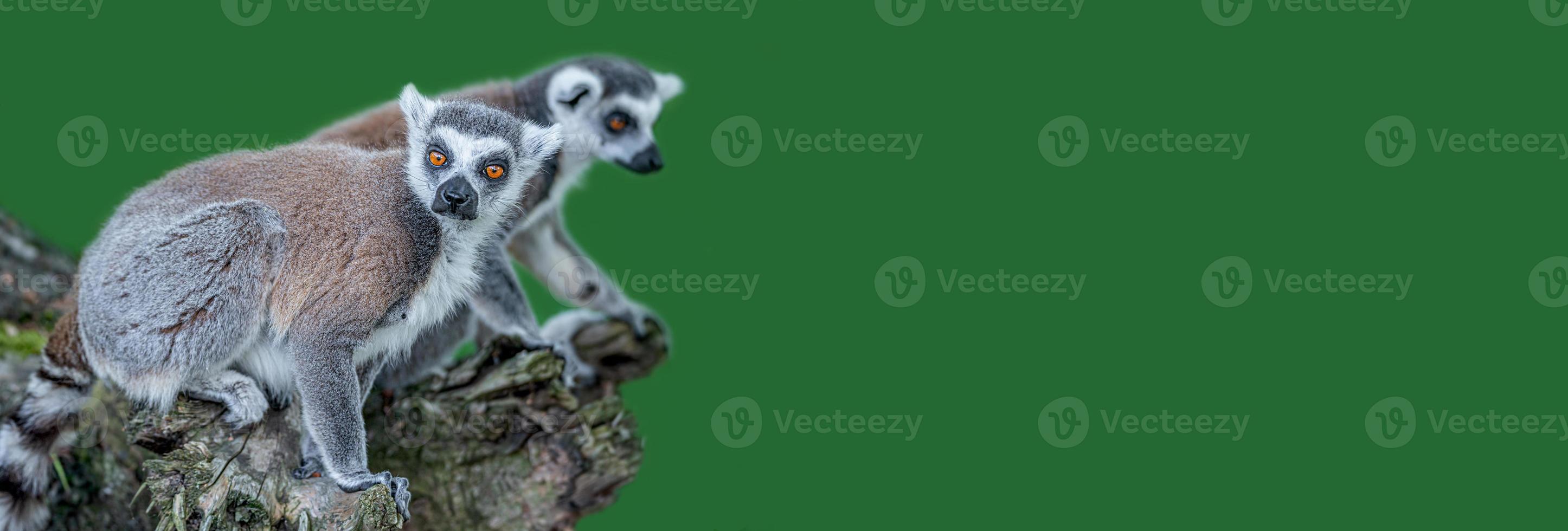 pancarta con un retrato de divertidos lémures de Madagascar de cola anillada disfrutando del verano, de cerca, detalles, con espacio de copia y fondo verde sólido. concepto de biodiversidad y conservación de la vida silvestre. foto