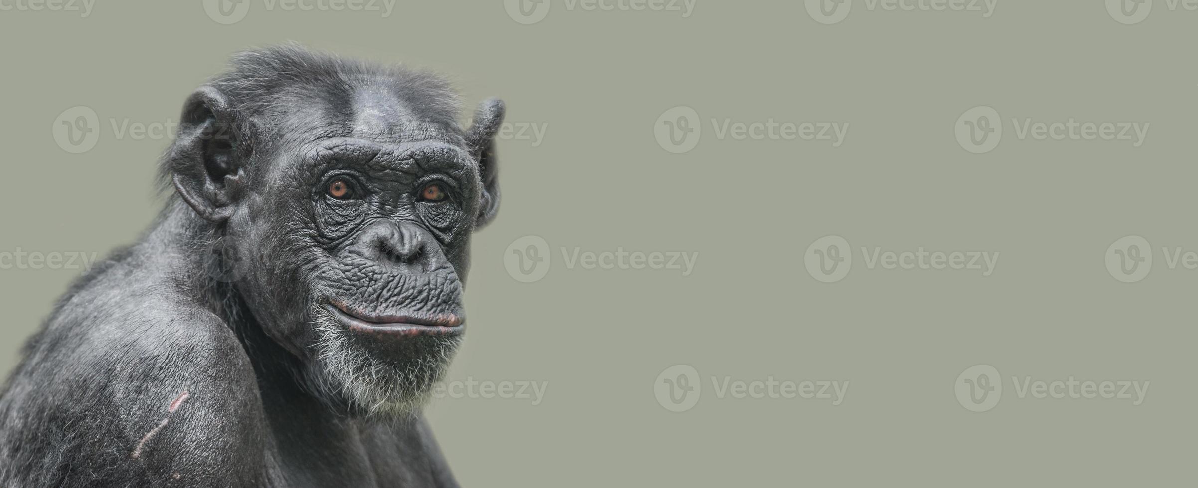 banner con un retrato de un chimpancé adulto feliz, sonriendo y pensando, primer plano, detalles con espacio de copia y fondo sólido. concepto de biodiversidad y conservación de la vida silvestre. foto