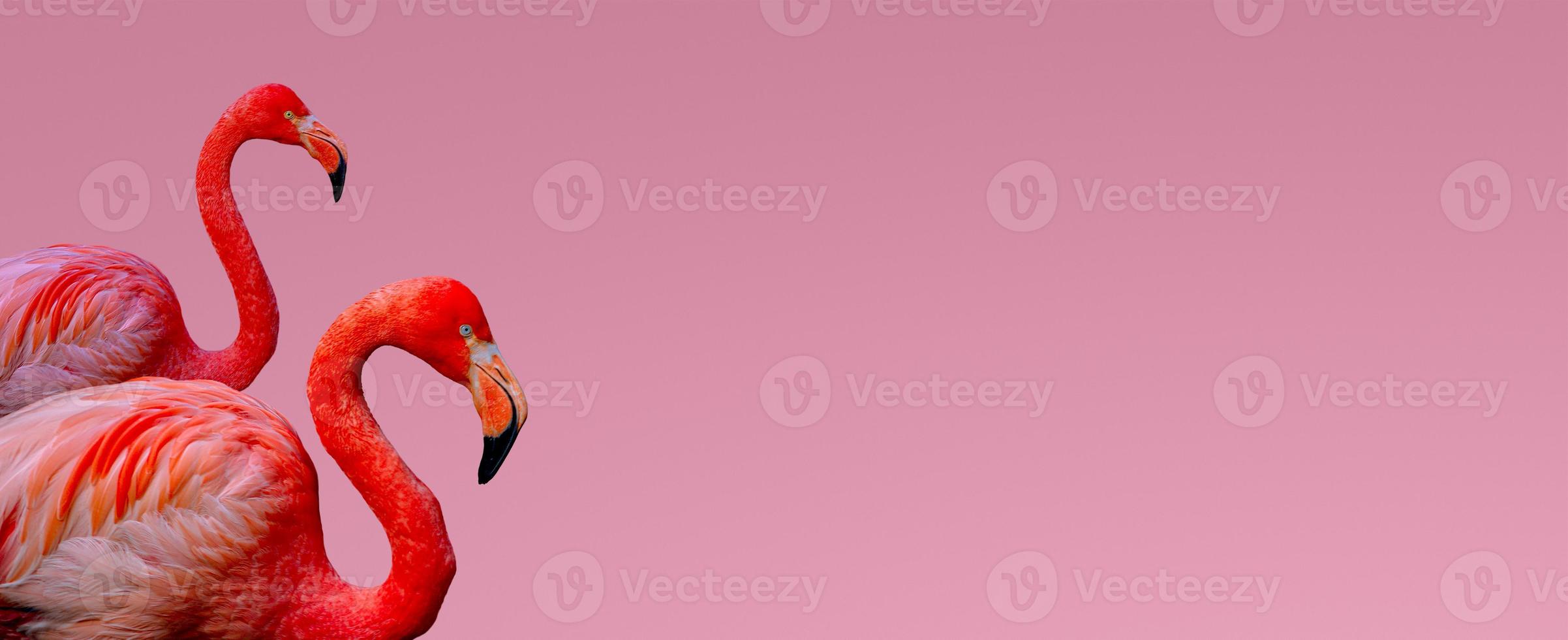 Banner with two beautiful red flamingos isolated at smooth light pink or rosy background with copy space for text, closeup, details. Love, care, dating and glamour concept. photo