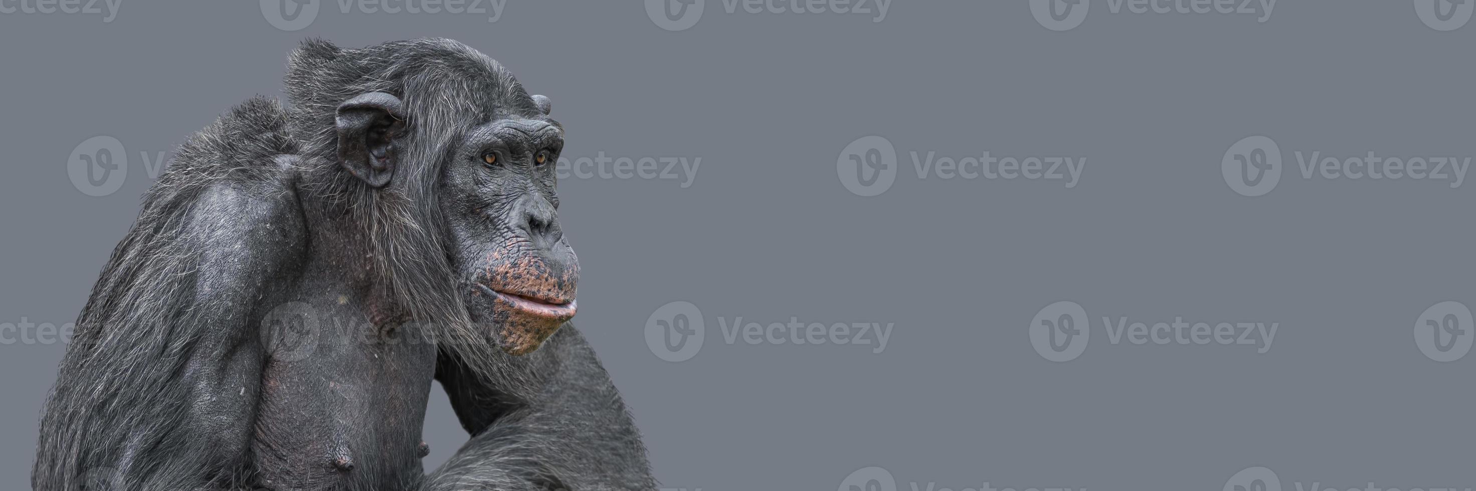 Banner with a portrait of smart looking chimpanzee closeup with copy space and solid background. Concept of wildlife conservation, biodiversity and animal intelligence. photo
