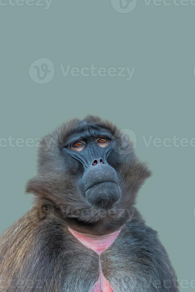 Cover page with a front portrait of African baboon sitting quietly and looking up at green blue solid background with copy space. Concept of biodiversity and conservation of wildlife in Africa. photo