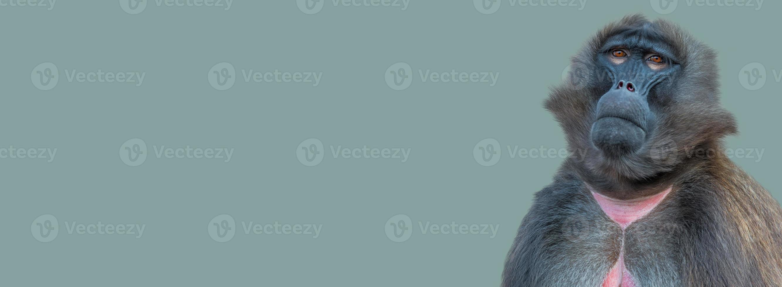 Banner with a front portrait of African baboon sitting quietly and looking up at green blue solid background with copy space. Concept of biodiversity and conservation of wildlife in Africa. photo