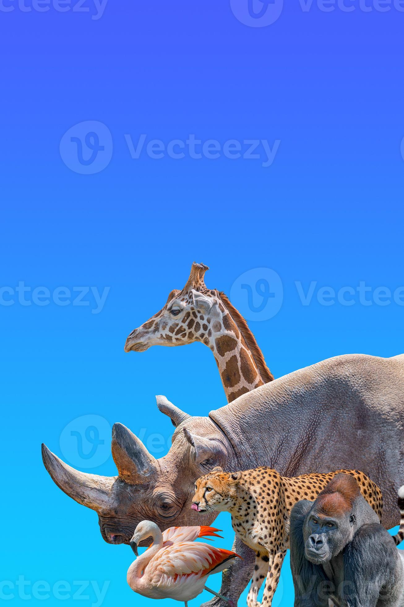 Cover page with most vulnerable wildlife animals in Africa, rhino, cheetah, gorilla, giraffe and flamingo at blue sky gradient background with copy space for text, closeup, details. photo
