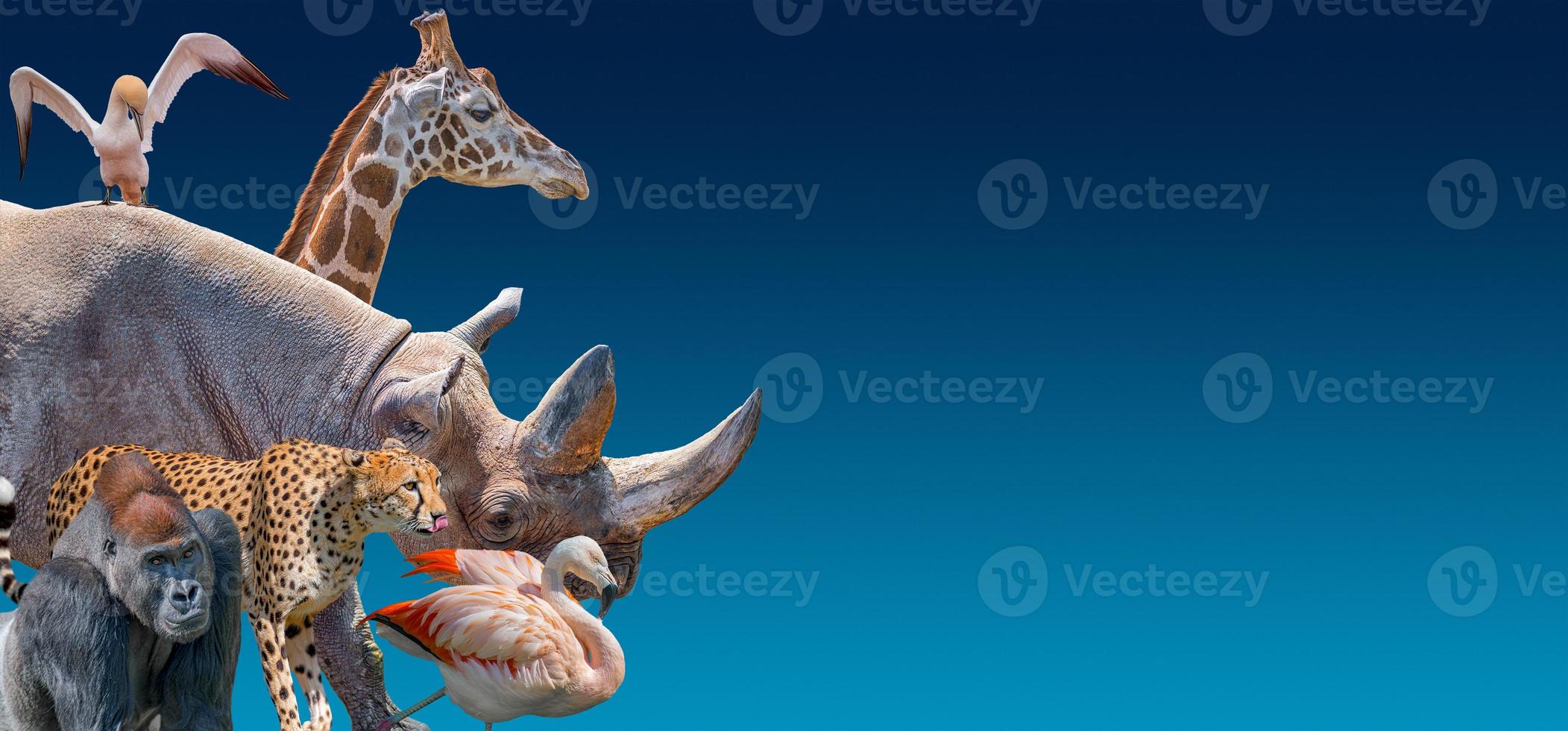 Banner with most vulnerable endangered wildlife animals in Africa, rhino, cheetah, gorilla, giraffe and flamingo at blue sky gradient background with copy space for text, closeup, details photo