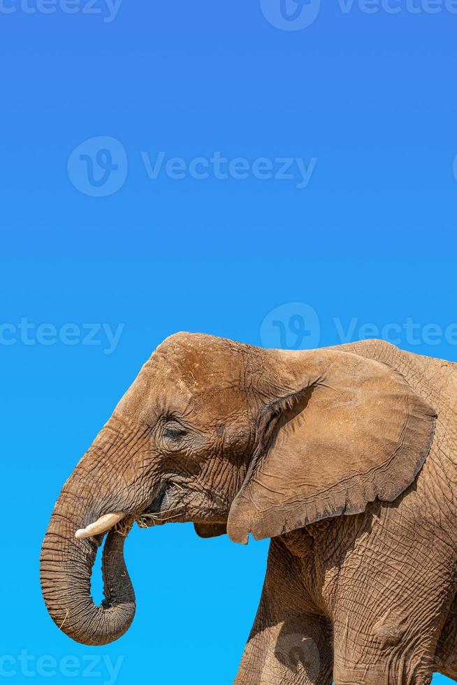 Cover page with portrait of huge and powerful African elephant with tusks at blue sky gradient background with copy space for text, closeup, details. photo