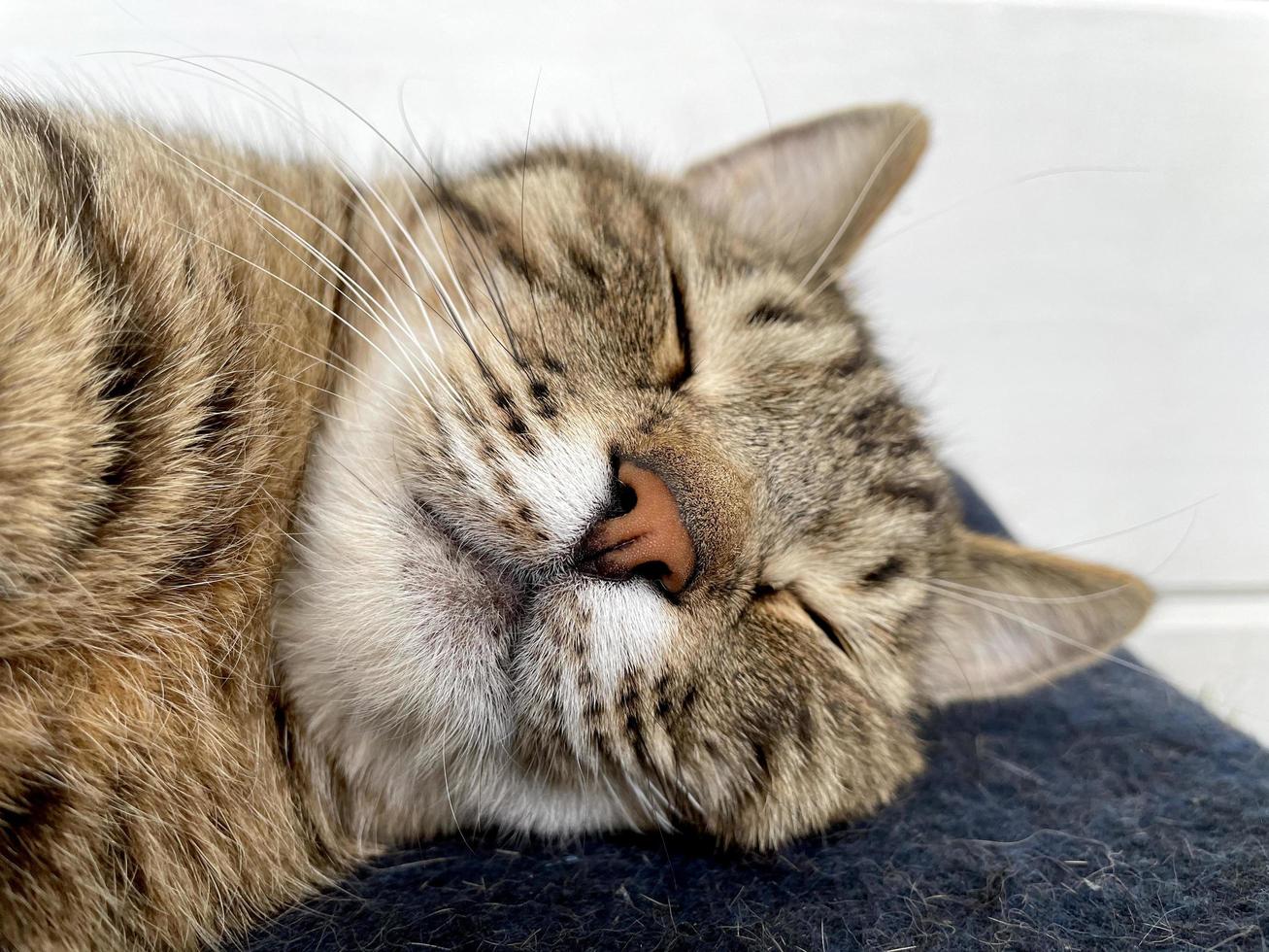 gato gris durmiendo en una manta de lana azul foto