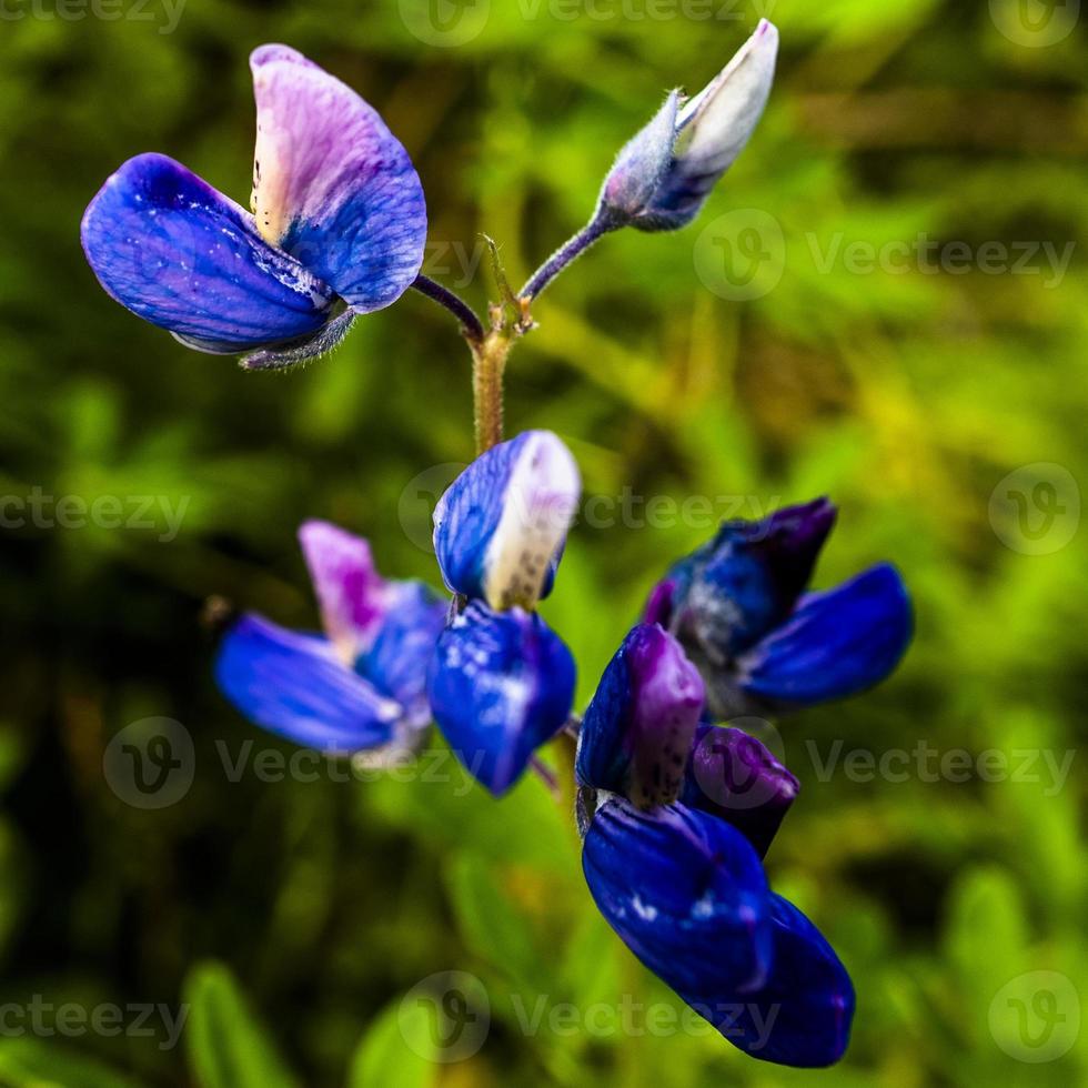 2021 08 09 Western Iceland Lupinus pilosus photo