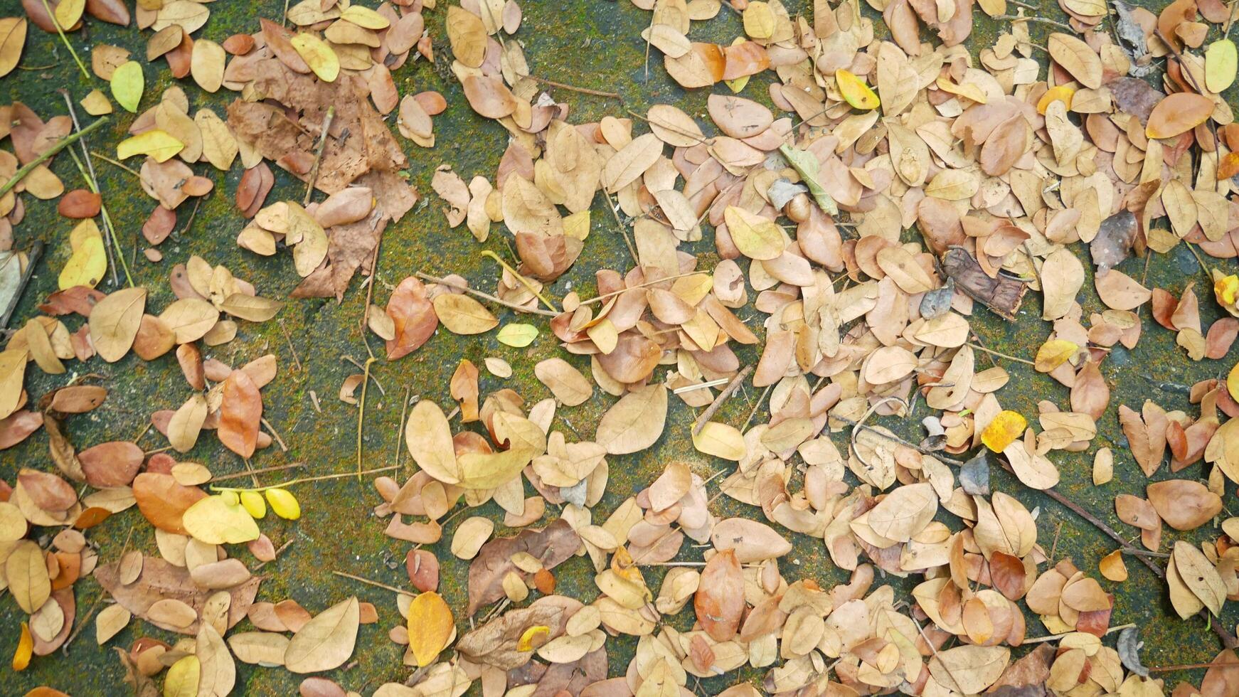 hojas que caen de las ramas de los árboles al suelo foto