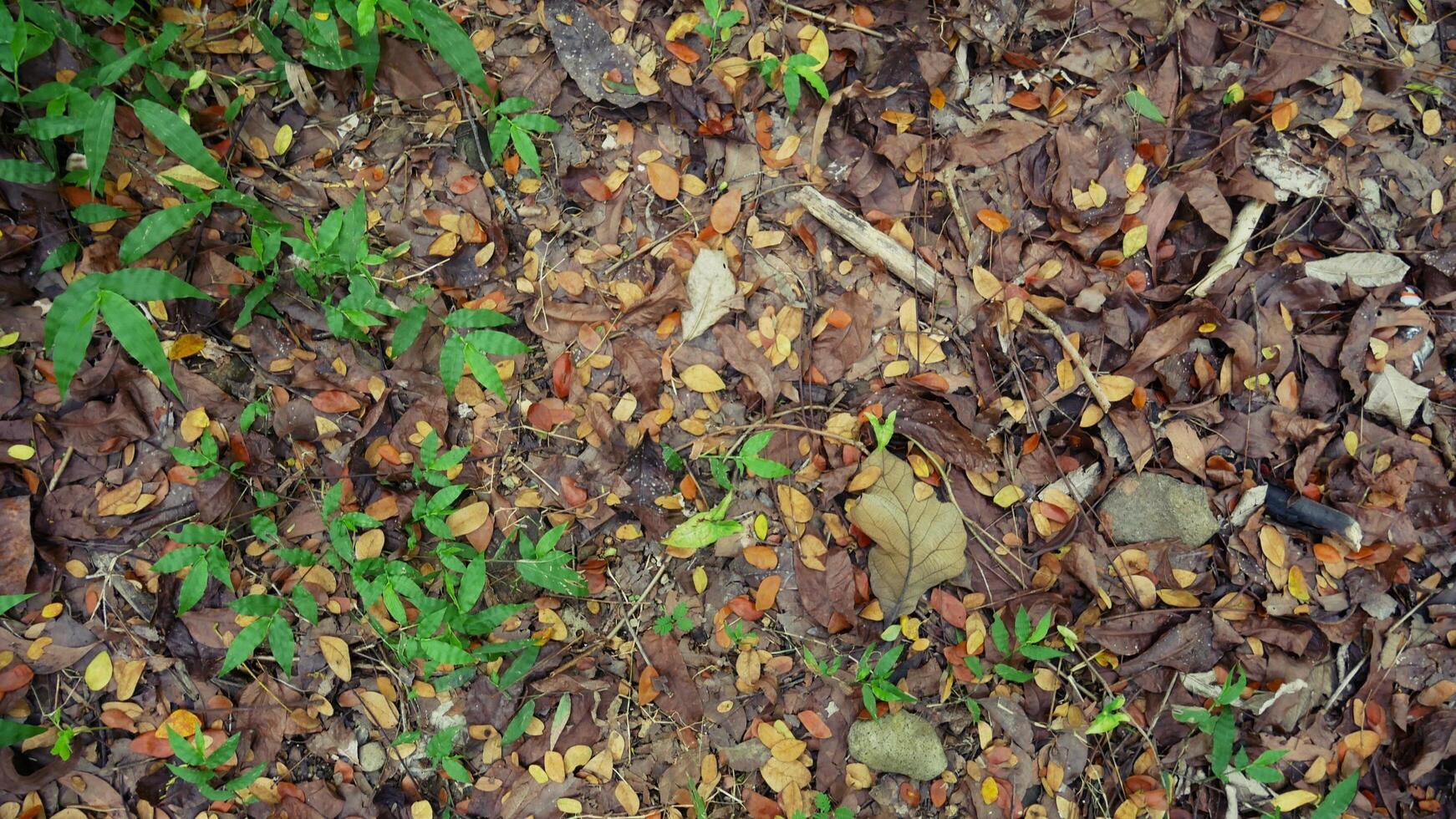 leaves falling from tree branches to the ground photo