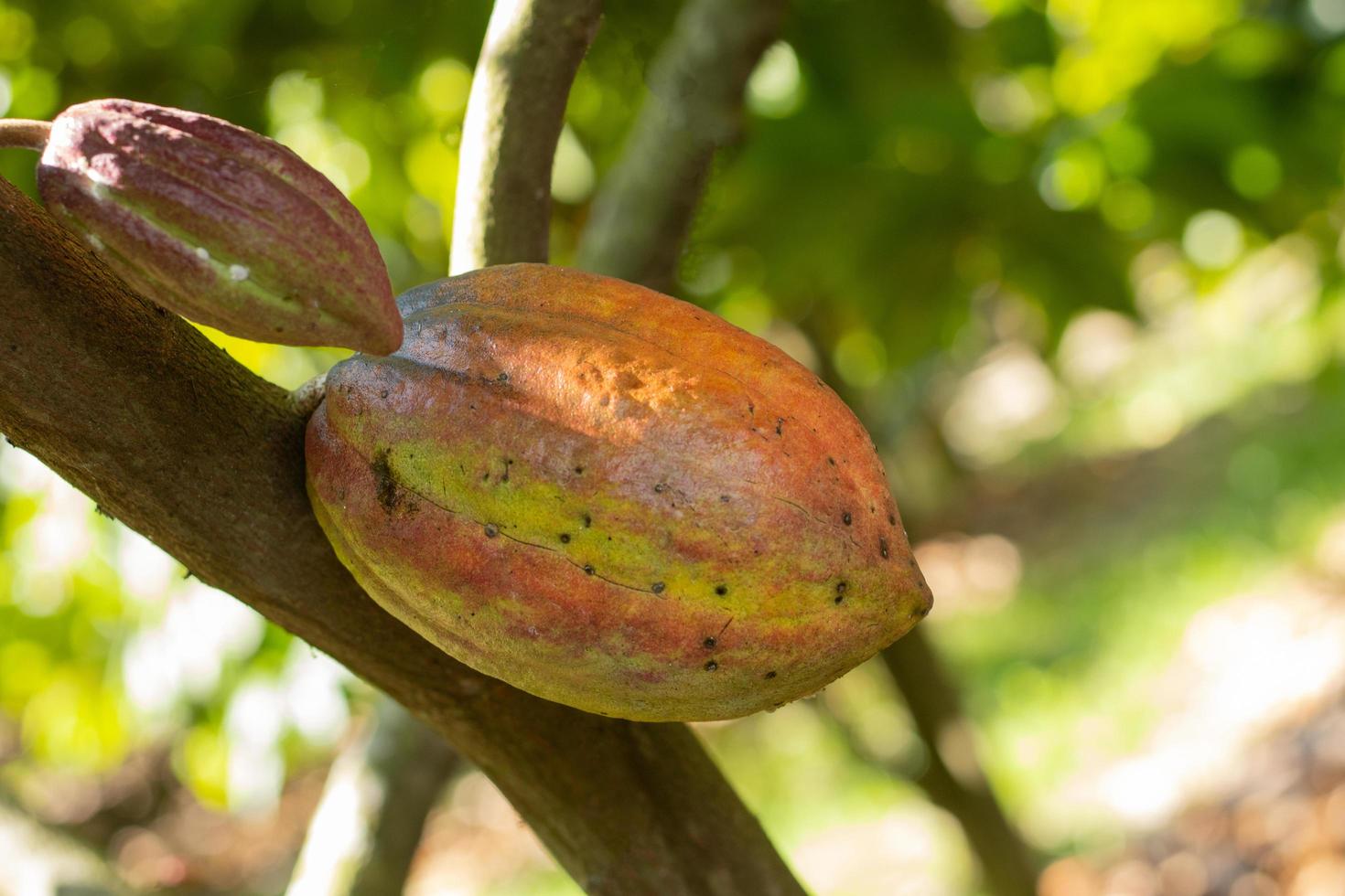 Cocoa on the tree in the garden photo