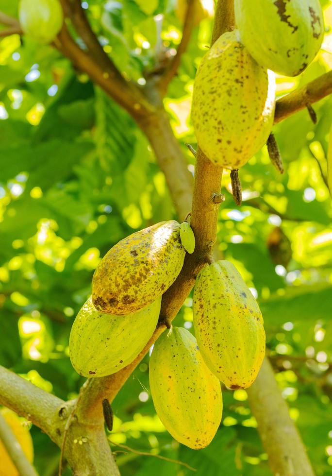 cacao en el árbol en el jardín foto