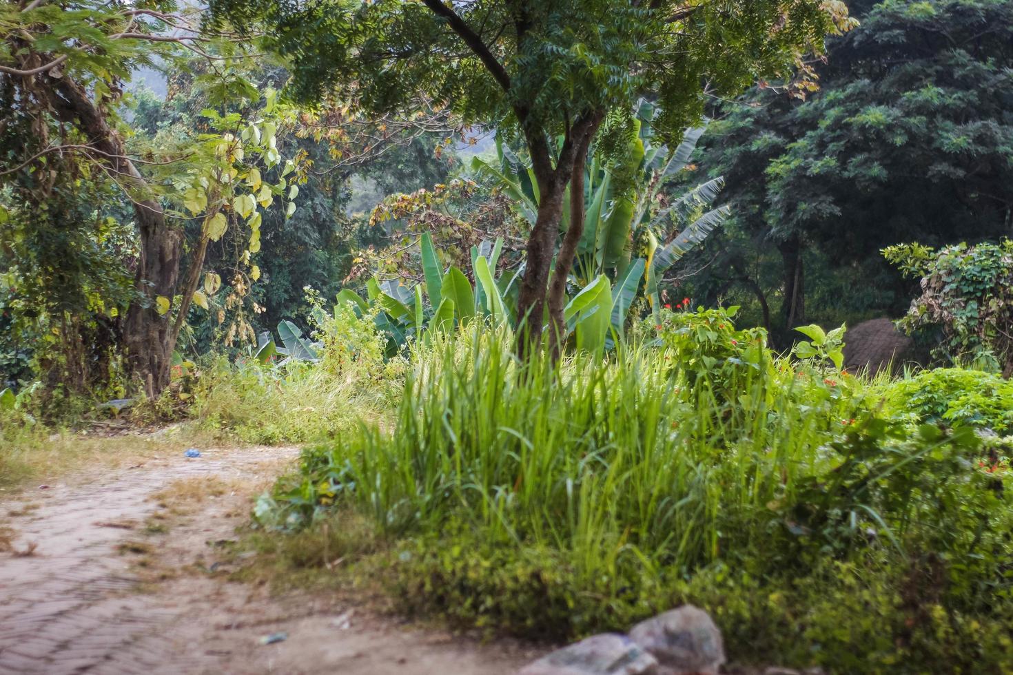 The beautiful stone path in the forest. photo