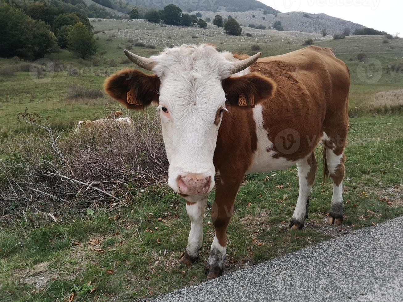 vaca en pastos de montaña foto