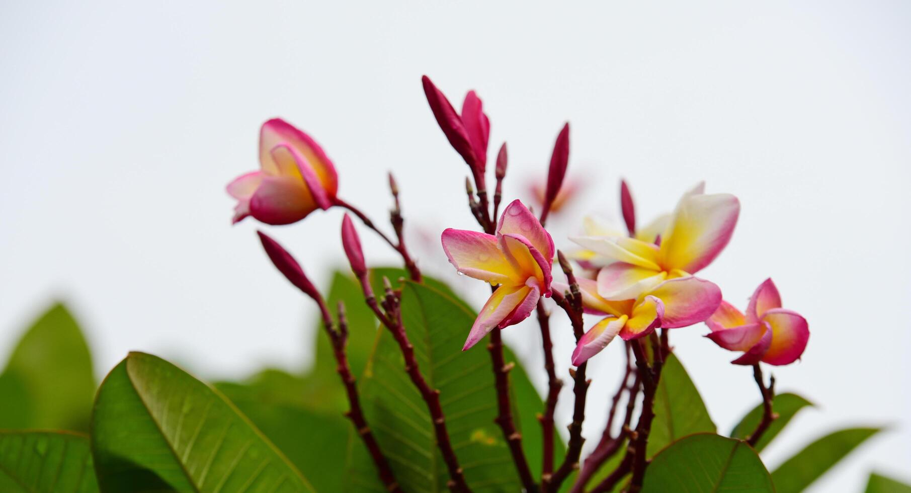 fondo de flores de colores foto