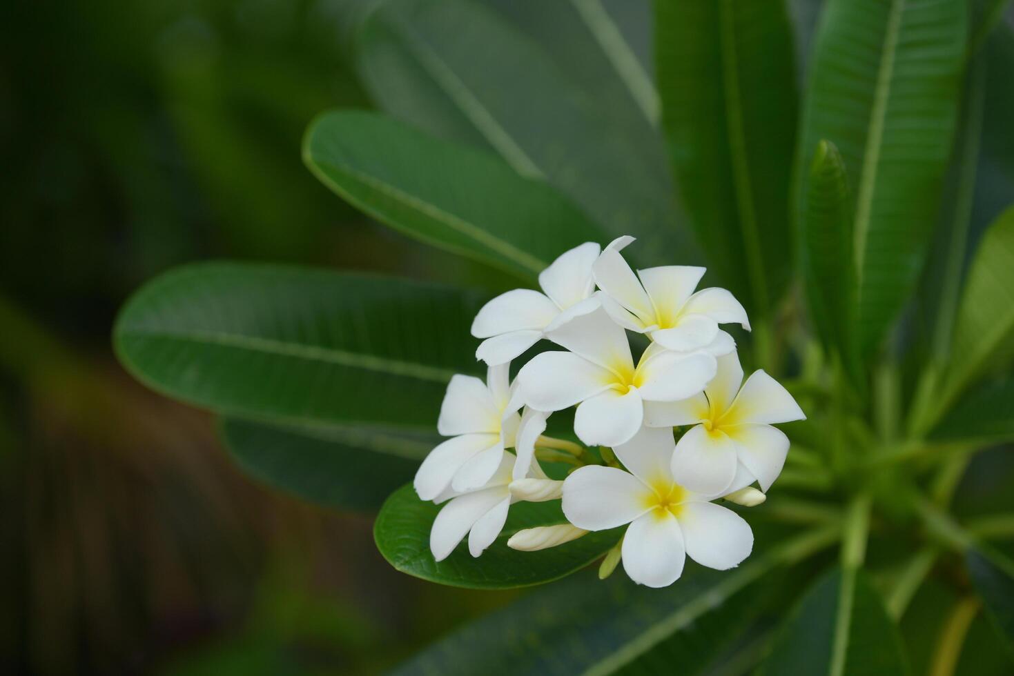 fondo de flores de colores foto