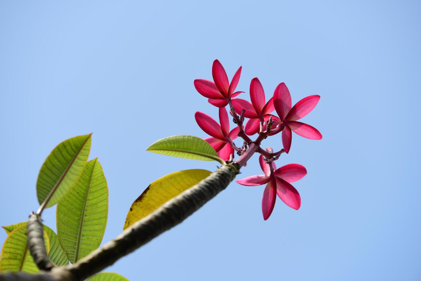 fondo de flores de colores foto