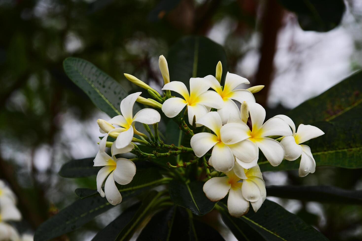 fondo de flores de colores foto