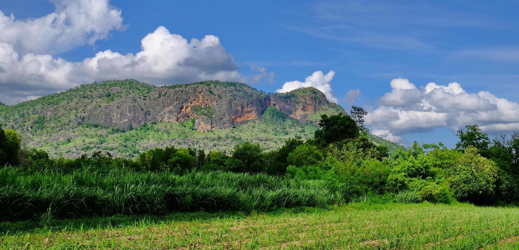 campos verdes frescos en un día brillante foto