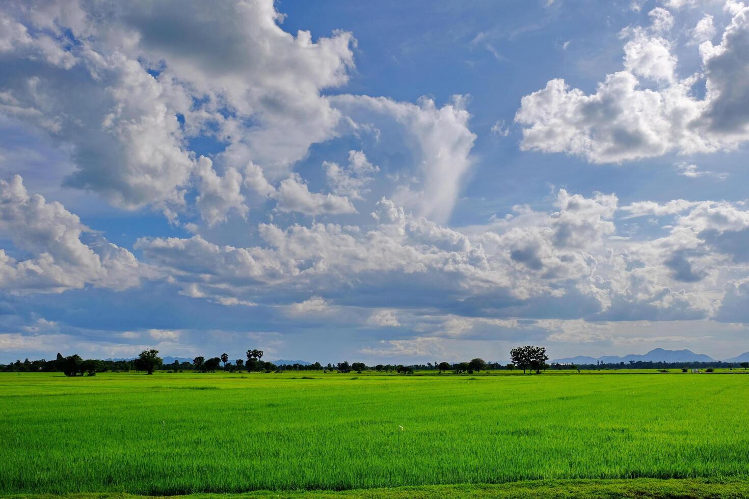 campos verdes frescos en un día brillante foto