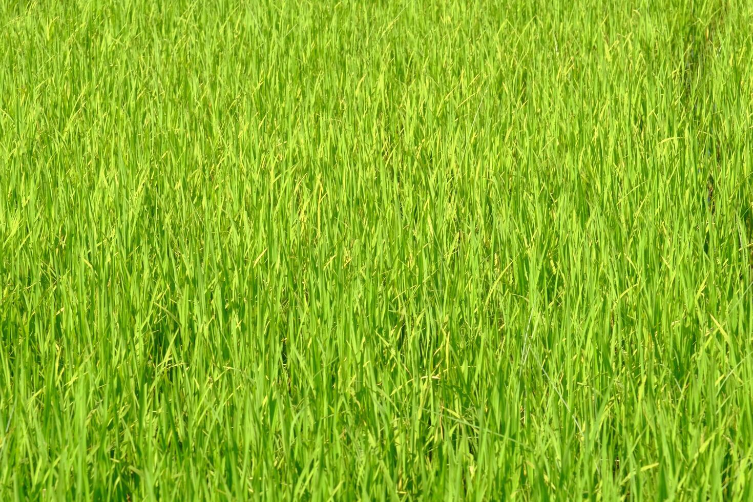 campos verdes frescos en un día brillante foto