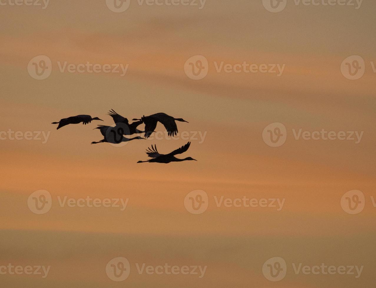 Sandhill Cranes in Flight photo