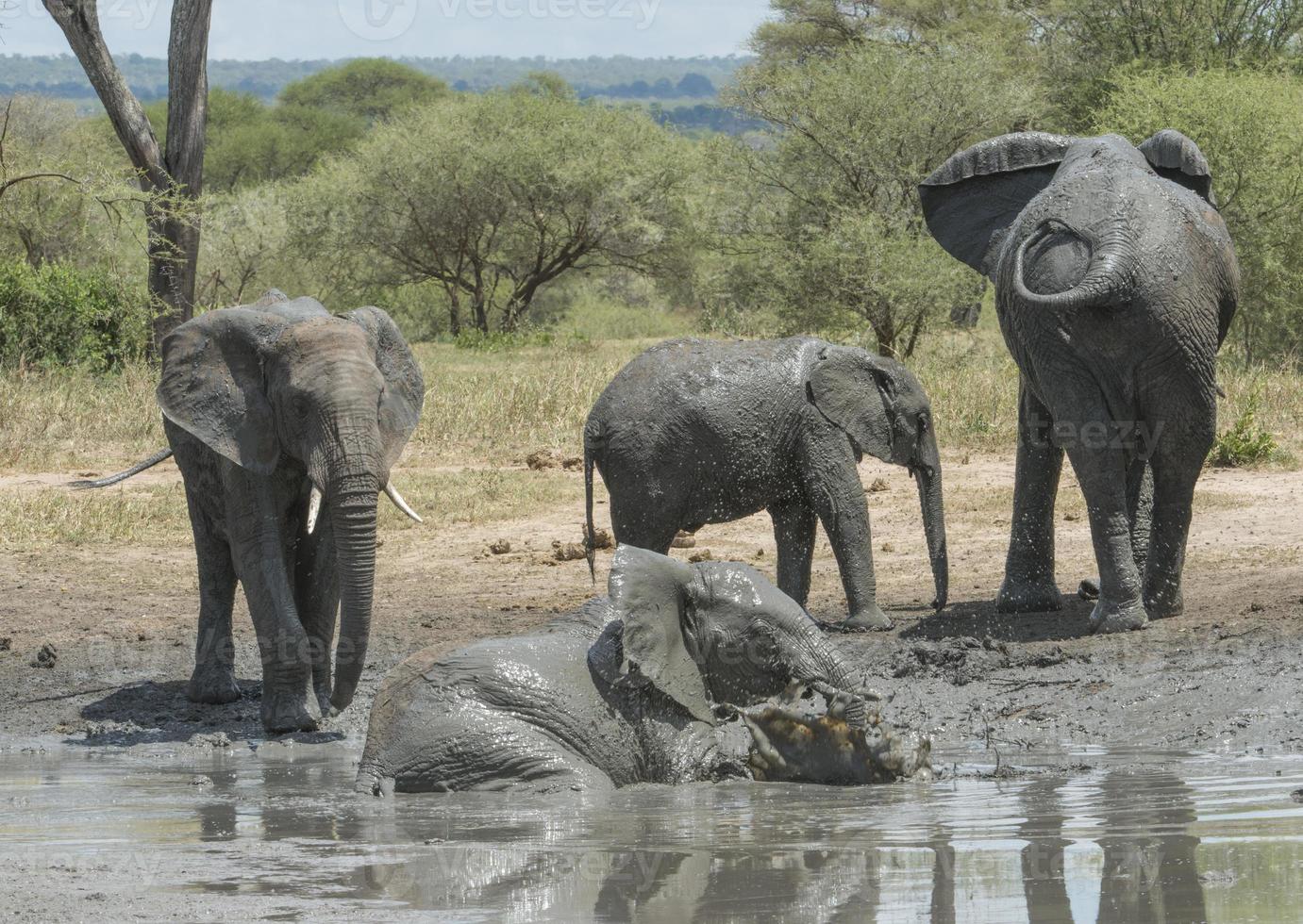 Elephant Mudbath, Tarangire, Tanzania photo