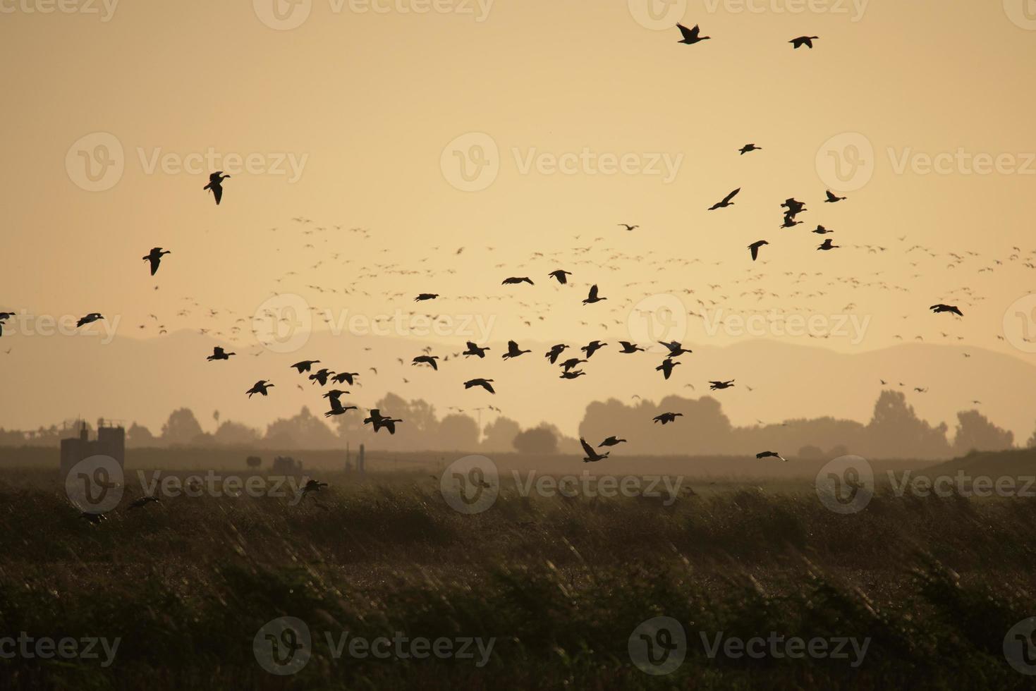 Canada Geese in Flight photo