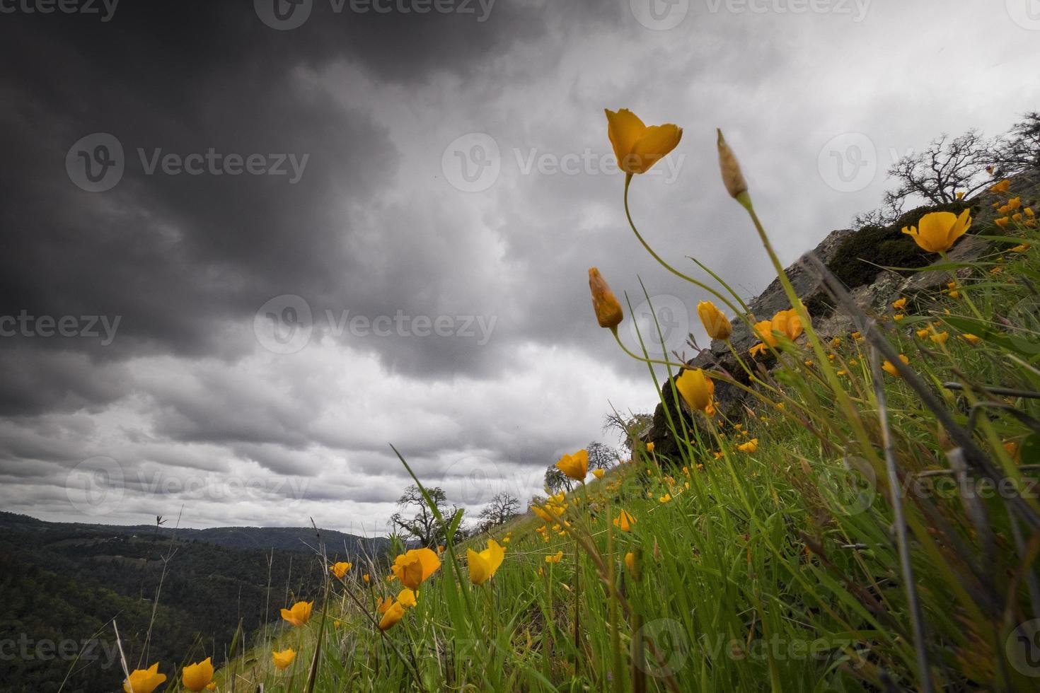 amapolas de california en un día tormentoso foto