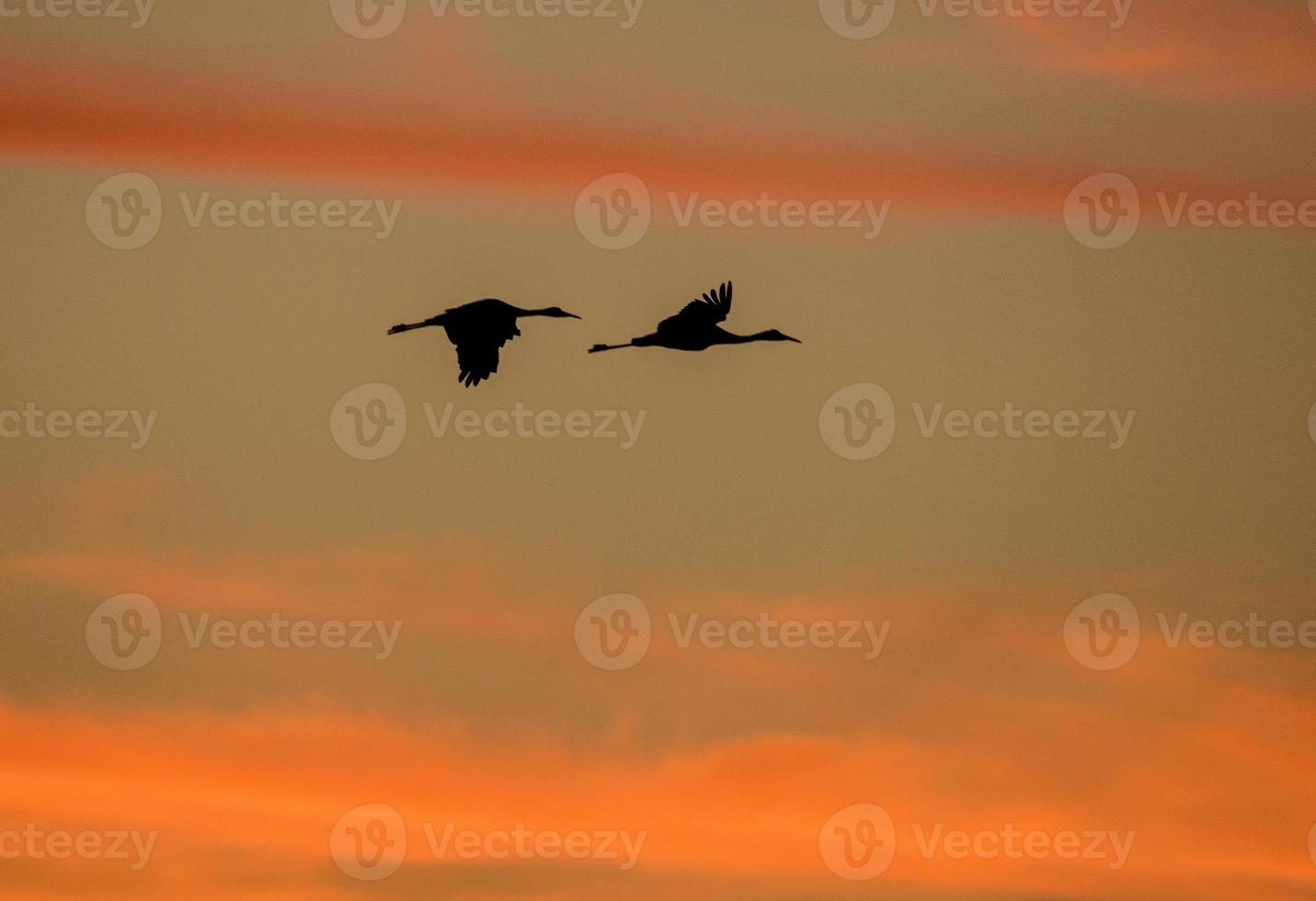 dúo de sandhill crane foto