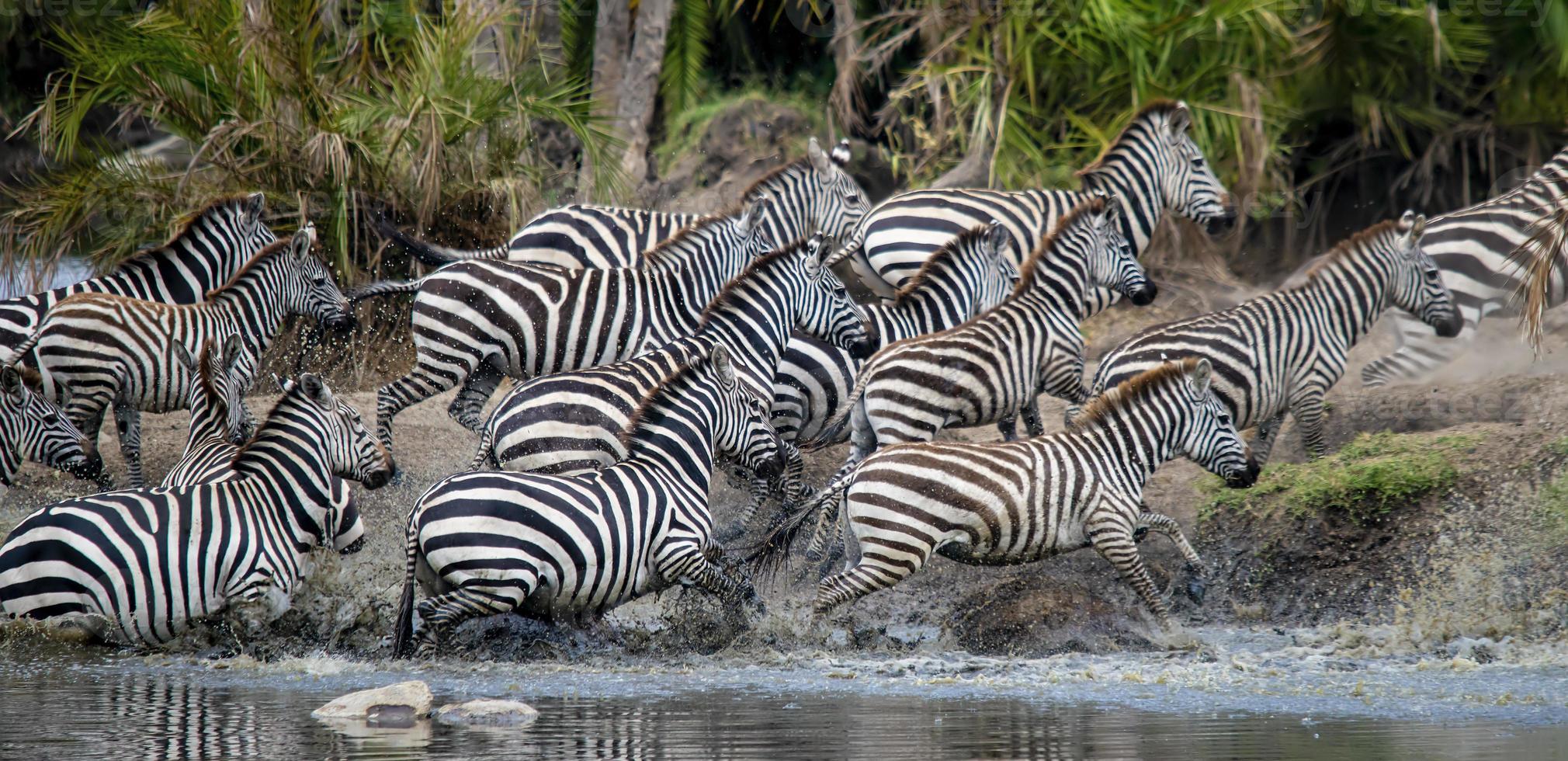 estampida de cebra, serengeti foto