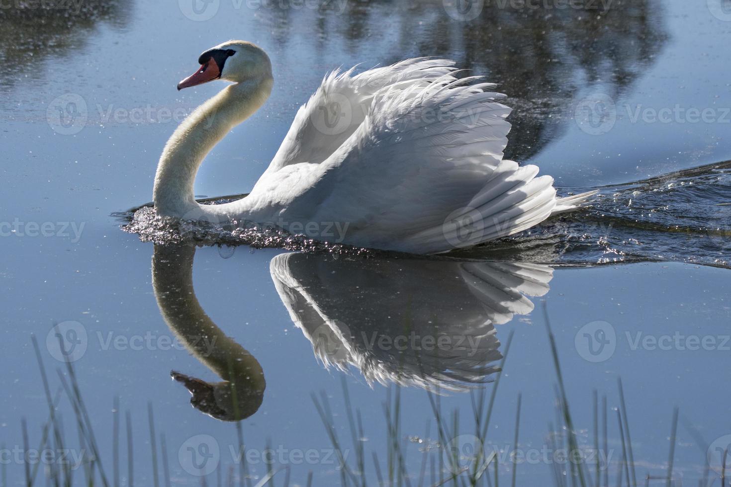 reflejo de cisne en el estanque foto